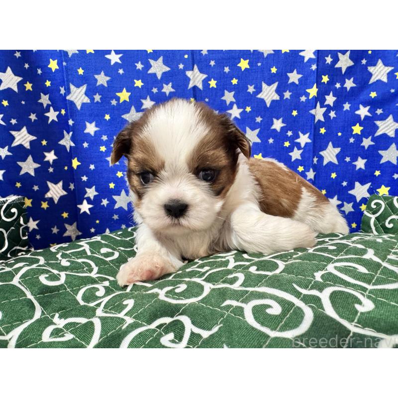 販売中の茨城県のシーズー-443506の4枚目