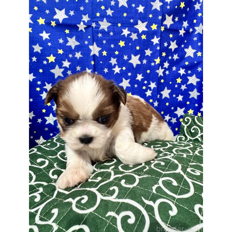 販売中の茨城県のシーズー-443506の2枚目