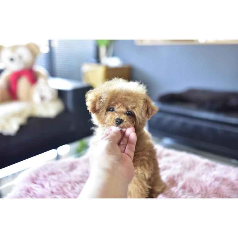 成約済の茨城県のティーカッププードル-425396の6枚目