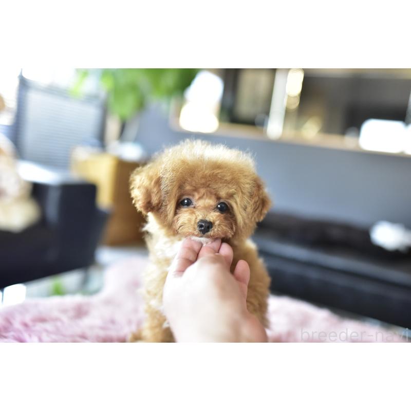 成約済の茨城県のティーカッププードル-425396の5枚目