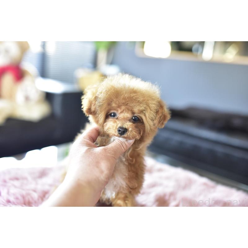 成約済の茨城県のティーカッププードル-425396の4枚目