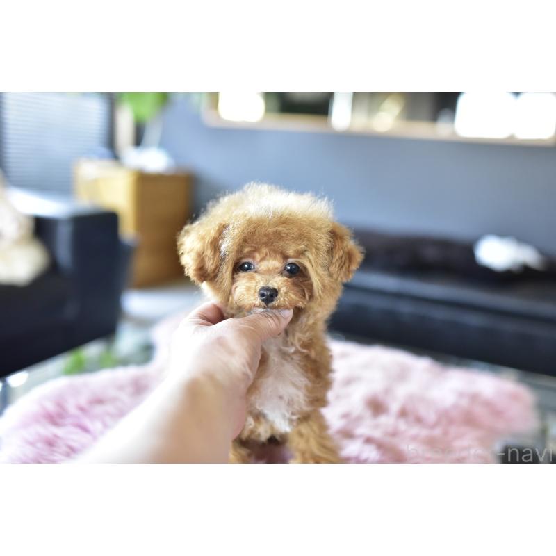 成約済の茨城県のティーカッププードル-425396の3枚目