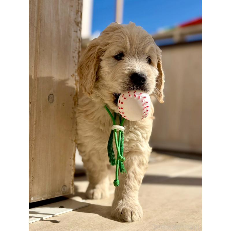 成約済の長野県のゴールデンドゥードル:ゴールデンレトリーバー×プードル-439214の5枚目