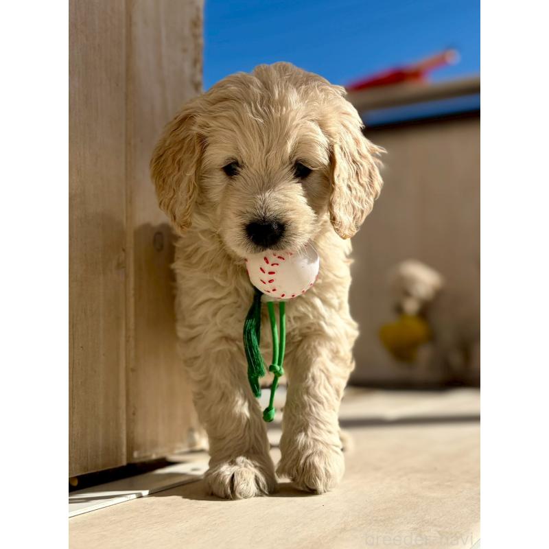 成約済の長野県のゴールデンドゥードル:ゴールデンレトリーバー×プードル-439214の4枚目