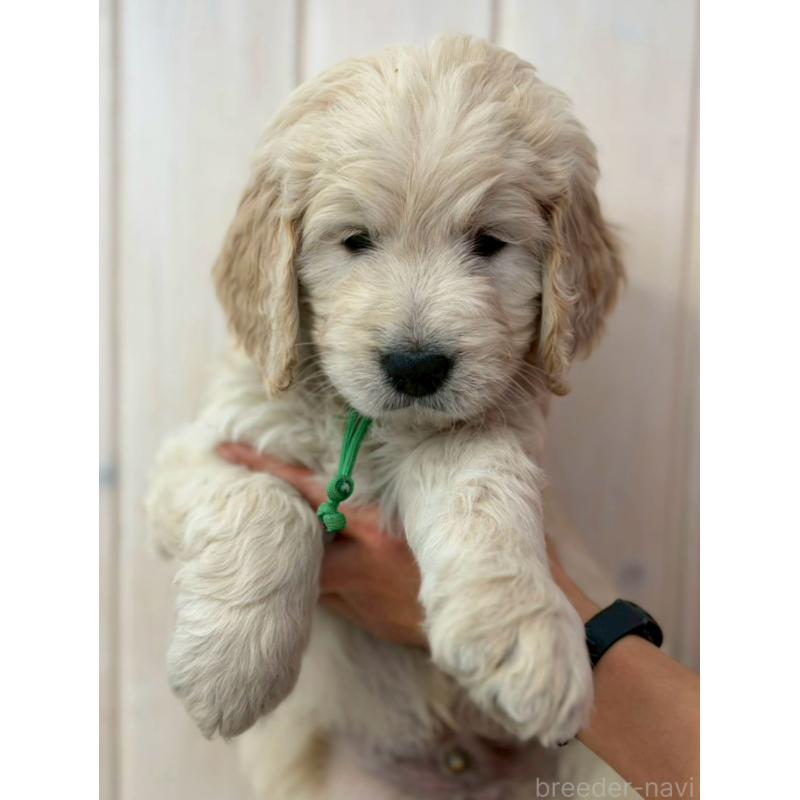 成約済の長野県のゴールデンドゥードル:ゴールデンレトリーバー×プードル-439214の3枚目