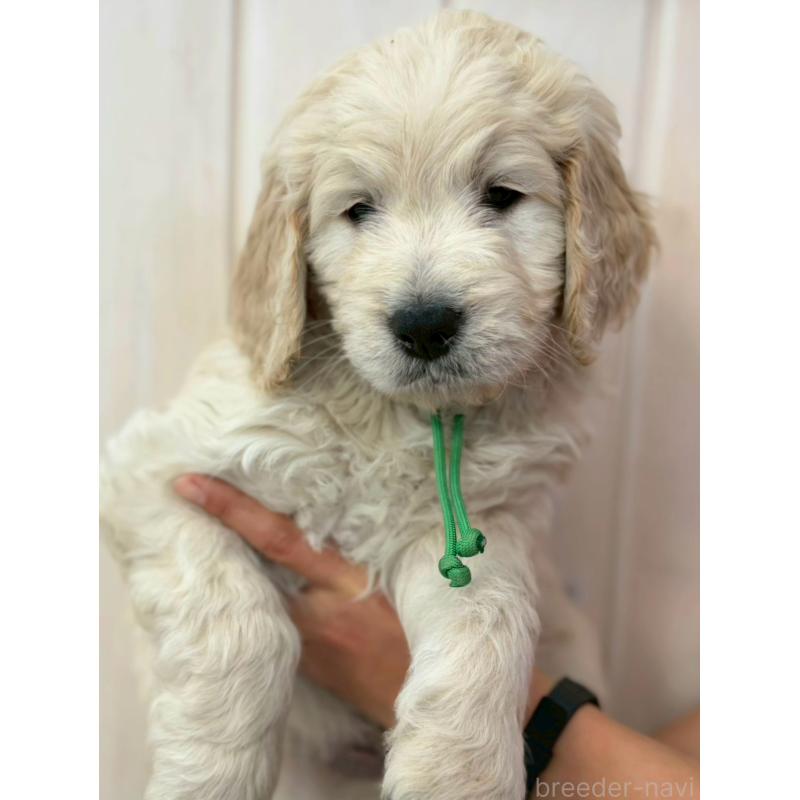 商談中の長野県のゴールデンドゥードル:ゴールデンレトリーバー×プードル-439214