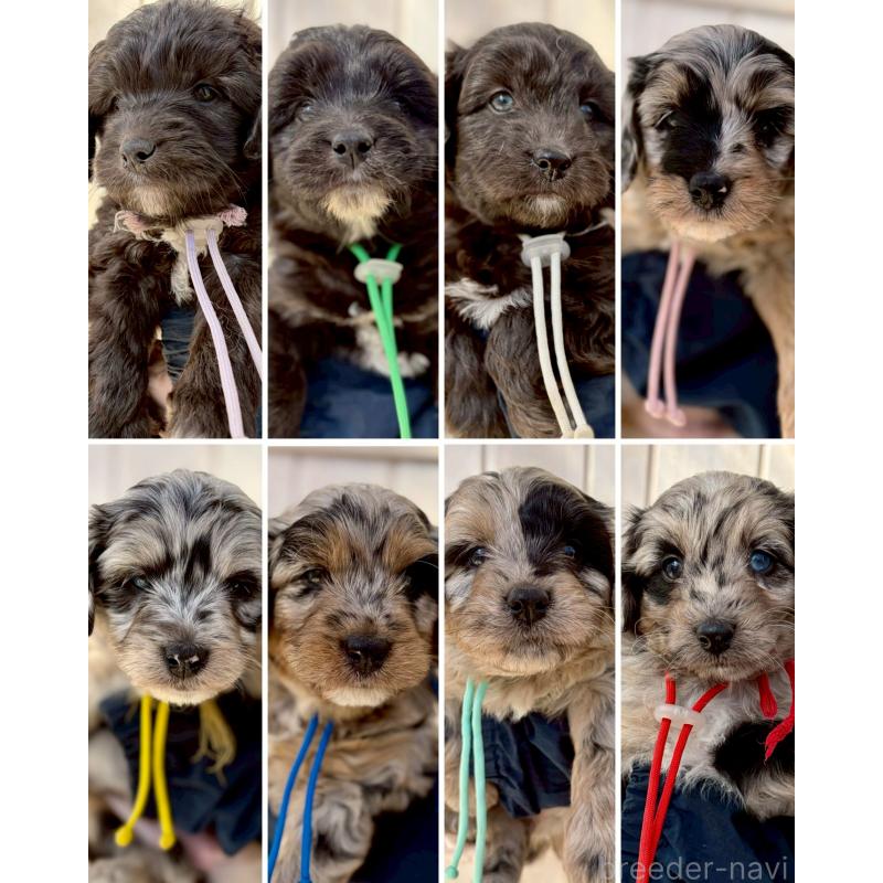 販売中の長野県のミックス犬-439239の5枚目