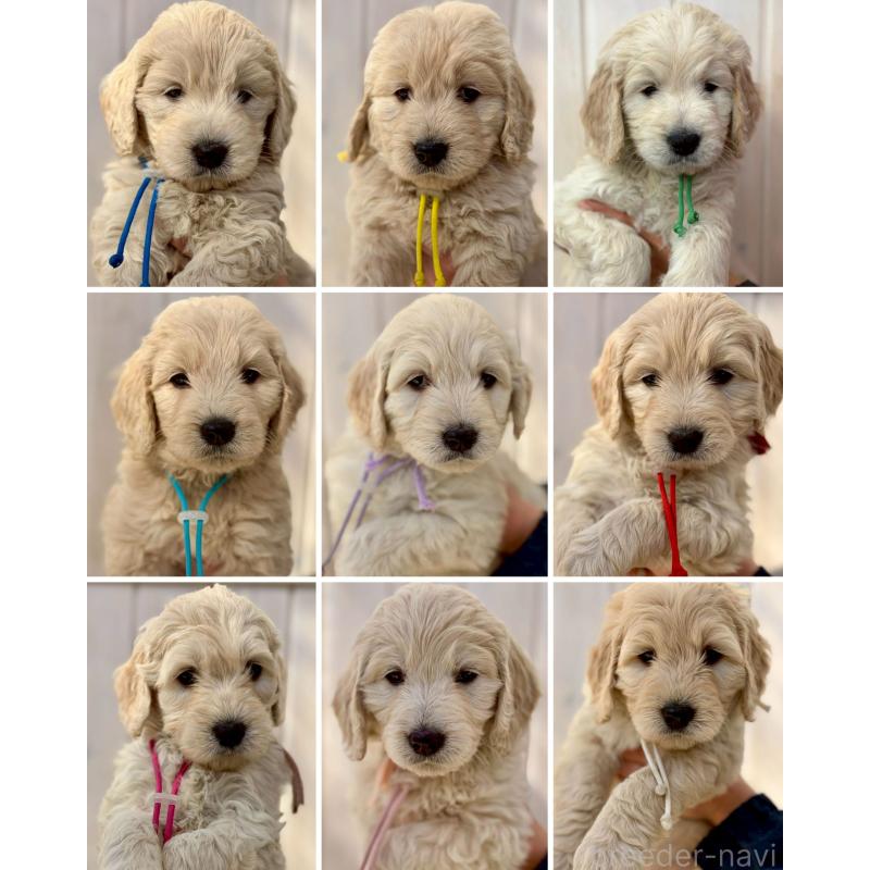 販売中の長野県のゴールデンドゥードル:ゴールデンレトリーバー×プードル-439212の3枚目