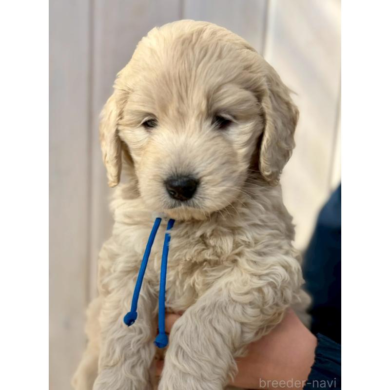 販売中の長野県のゴールデンドゥードル:ゴールデンレトリーバー×プードル-439212の2枚目