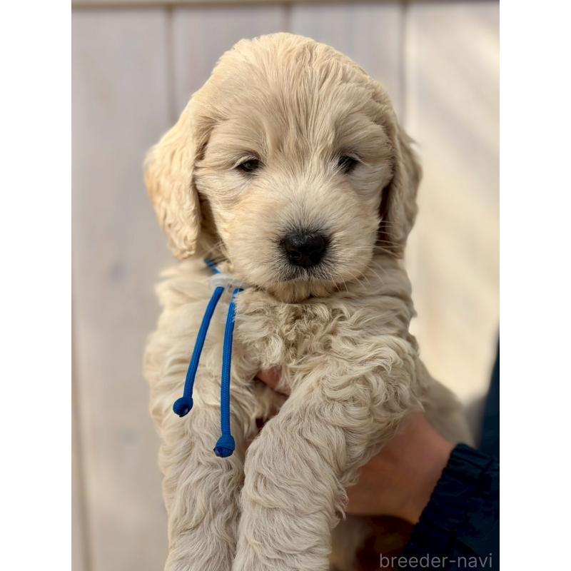 販売中の長野県のゴールデンドゥードル:ゴールデンレトリーバー×プードル-439212