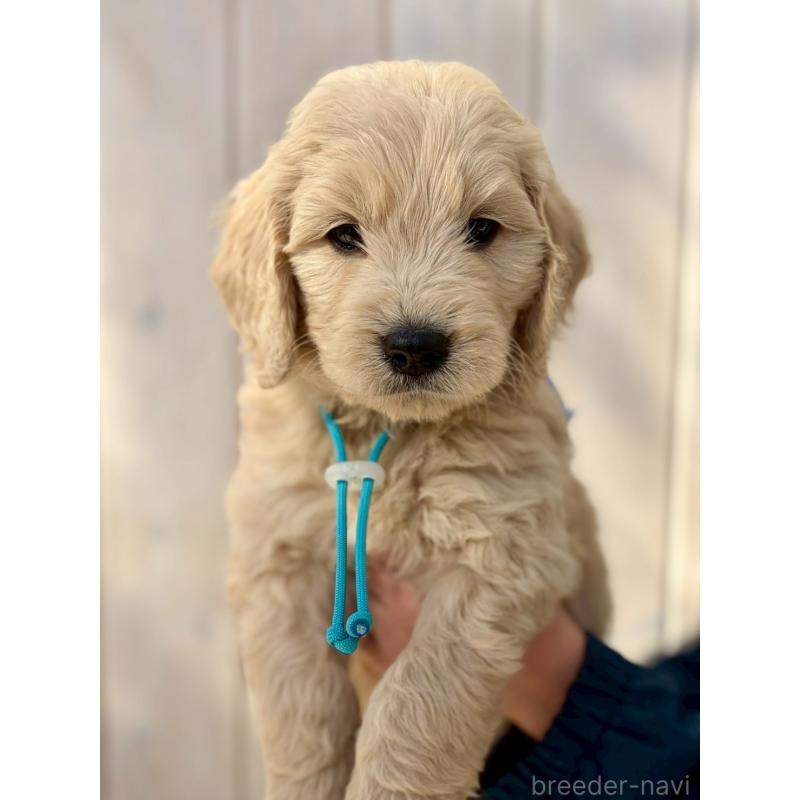 販売中の長野県のゴールデンドゥードル:ゴールデンレトリーバー×プードル-439217の11枚目