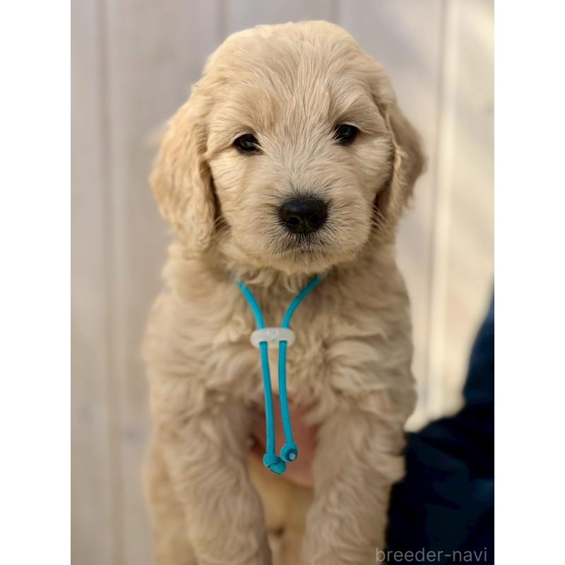 販売中の長野県のゴールデンドゥードル:ゴールデンレトリーバー×プードル-439217
