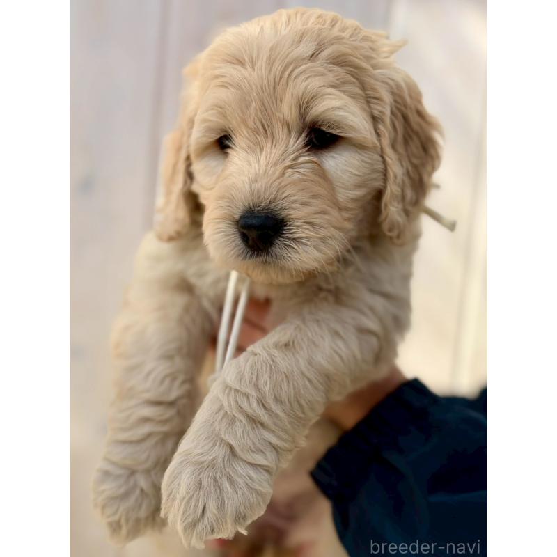 成約済の長野県のゴールデンドゥードル:ゴールデンレトリーバー×プードル-439223の3枚目