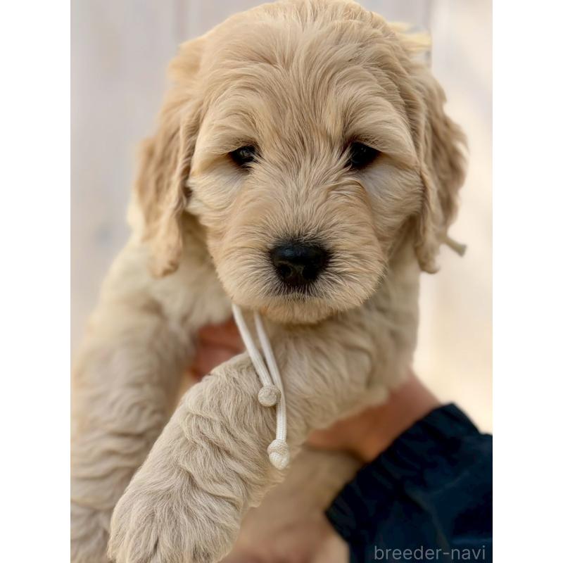 商談中の長野県のゴールデンドゥードル:ゴールデンレトリーバー×プードル-439223