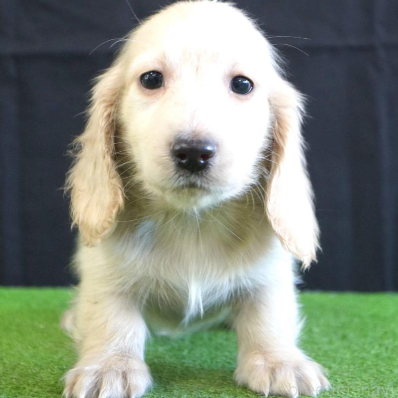 販売中の愛媛県のミニチュアダックスフンド(ロングヘアード)-443512の1枚目