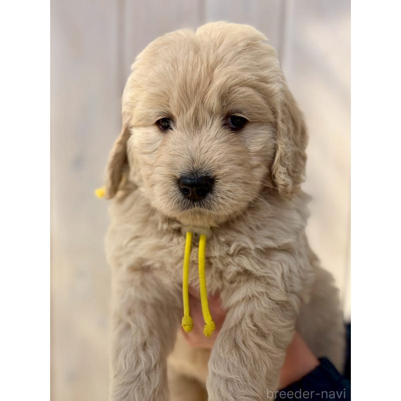 成約済の長野県のゴールデンドゥードル:ゴールデンレトリーバー×プードル-439216の1枚目