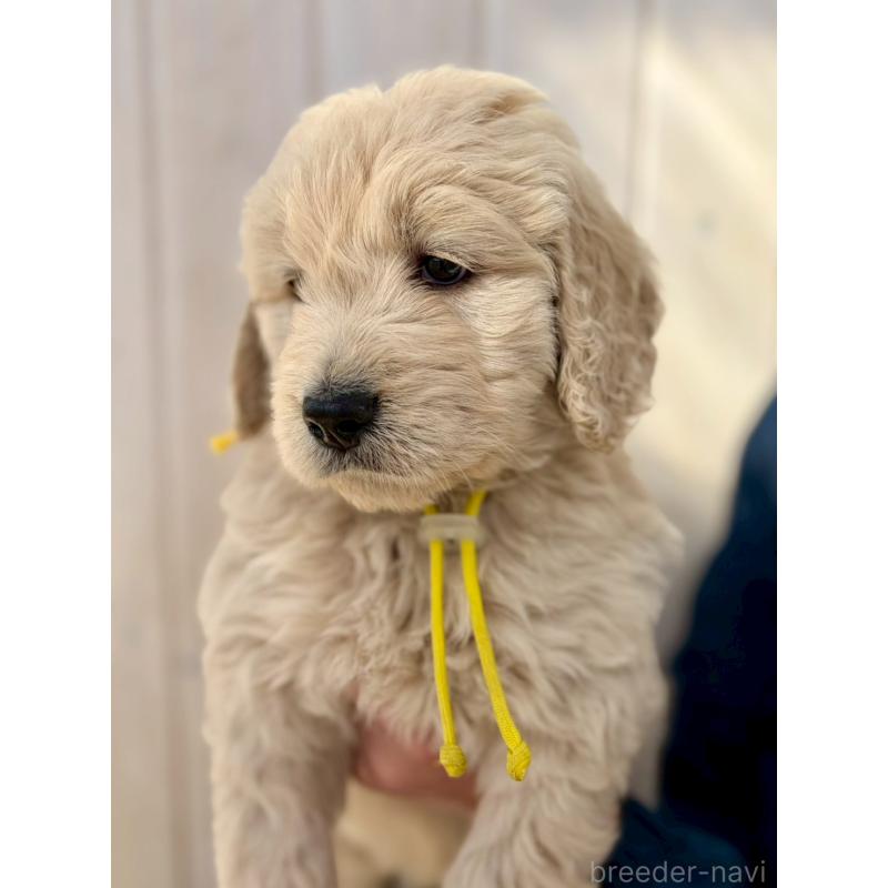 成約済の長野県のゴールデンドゥードル:ゴールデンレトリーバー×プードル-439216の3枚目