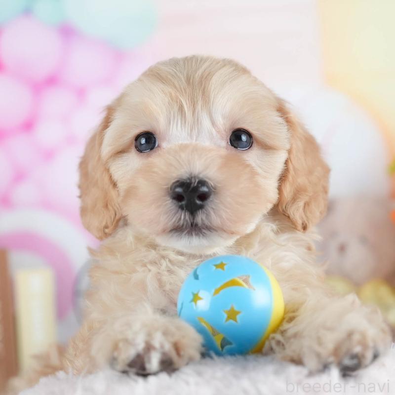 販売中の茨城県のミックス犬-443515の1枚目