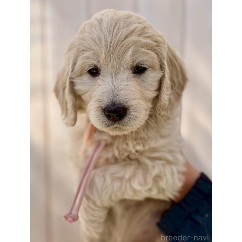 商談中の長野県のゴールデンドゥードル:ゴールデンレトリーバー×プードル-439221