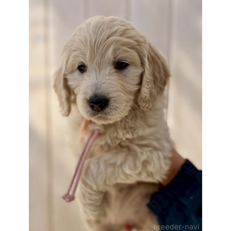 成約済の長野県のゴールデンドゥードル:ゴールデンレトリーバー×プードル-439221の4枚目