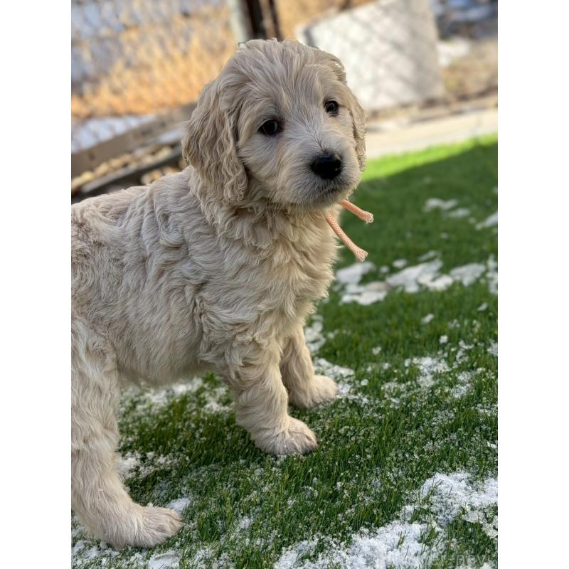 成約済の長野県のゴールデンドゥードル:ゴールデンレトリーバー×プードル-439221の2枚目