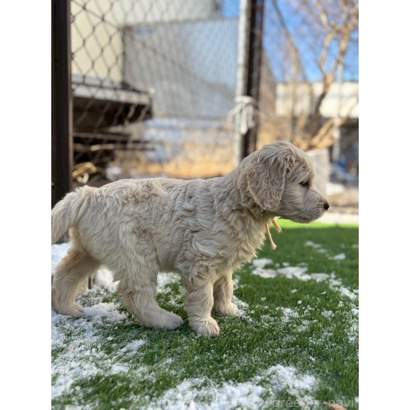 成約済の長野県のゴールデンドゥードル:ゴールデンレトリーバー×プードル-439221の3枚目