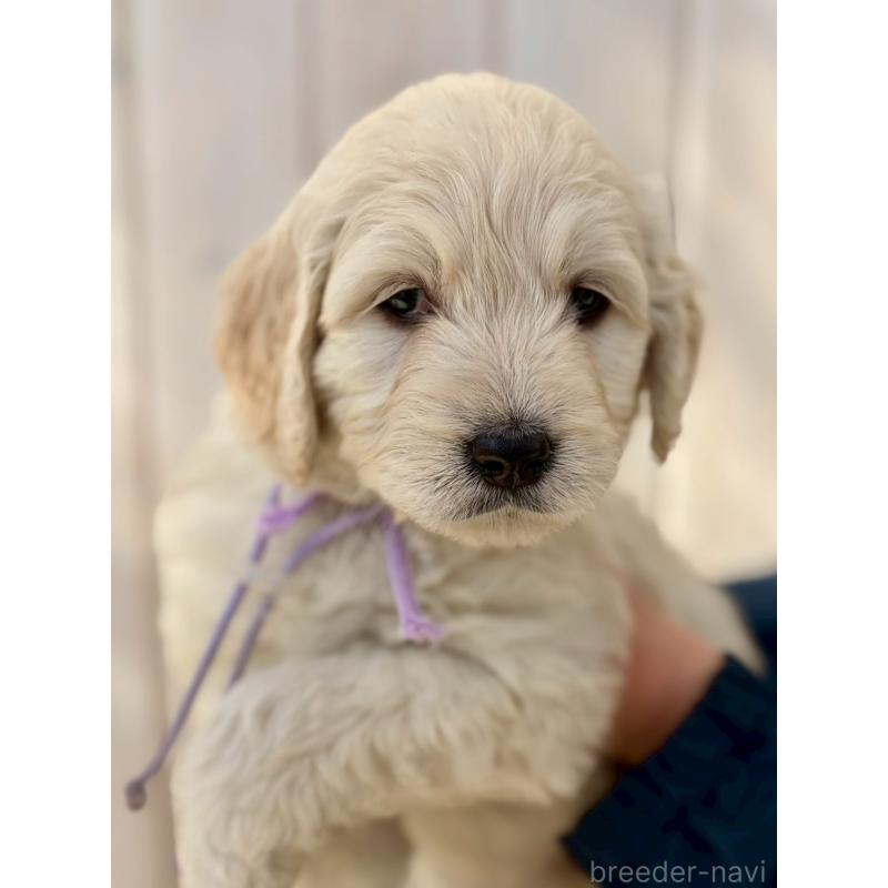 成約済の長野県のゴールデンドゥードル:ゴールデンレトリーバー×プードル-439222の2枚目