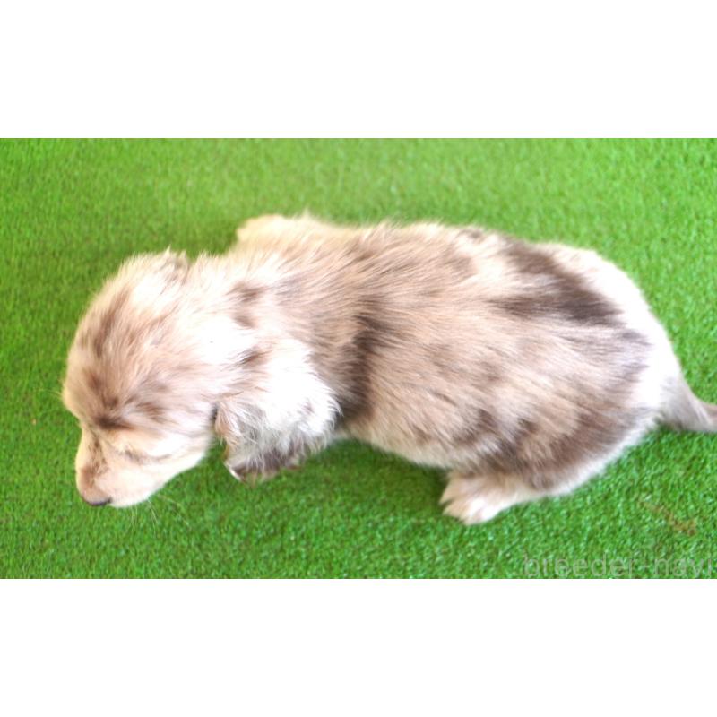 販売中の愛媛県のミニチュアダックスフンド(ロングヘアード)-443514の3枚目