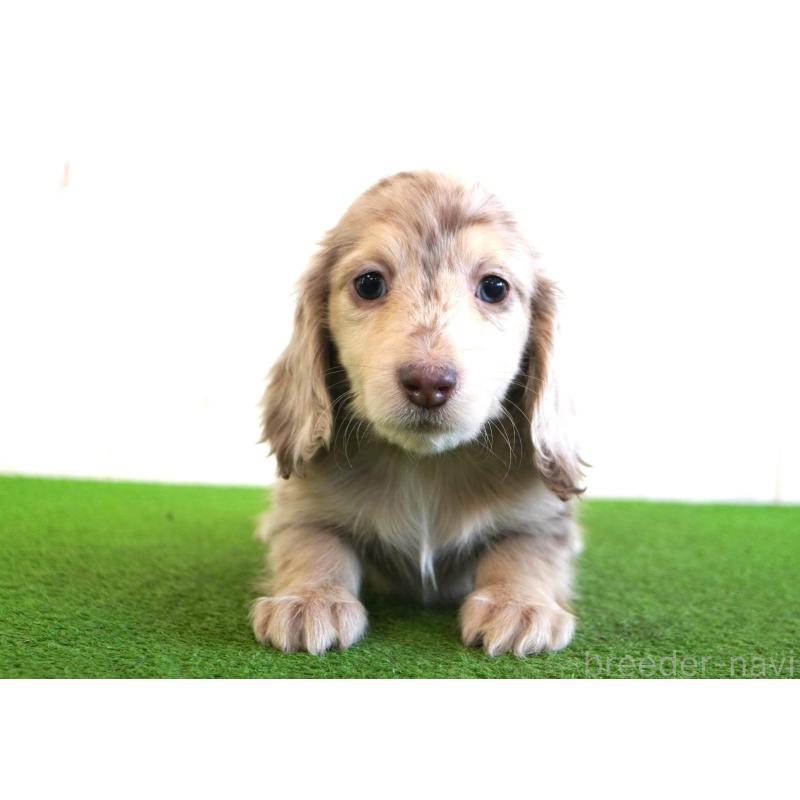 販売中の愛媛県のミニチュアダックスフンド(ロングヘアード)-443514の2枚目