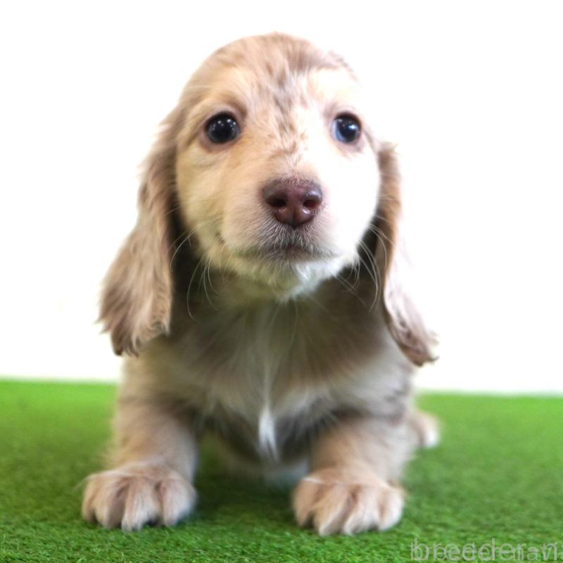 販売中の愛媛県のミニチュアダックスフンド(ロングヘアード)-443514