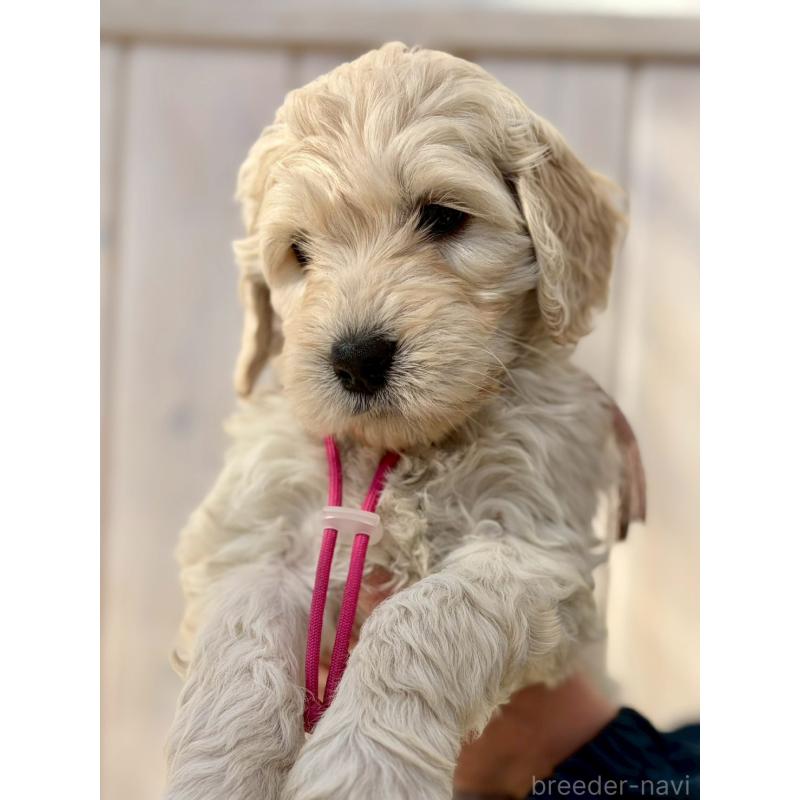 成約済の長野県のゴールデンドゥードル:ゴールデンレトリーバー×プードル-439219の3枚目