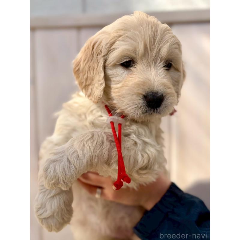 成約済の長野県のゴールデンドゥードル:ゴールデンレトリーバー×プードル-439218の3枚目