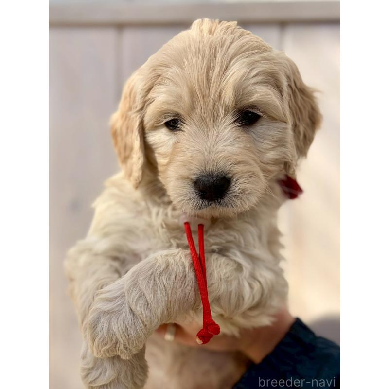 成約済の長野県のゴールデンドゥードル:ゴールデンレトリーバー×プードル-439218の1枚目