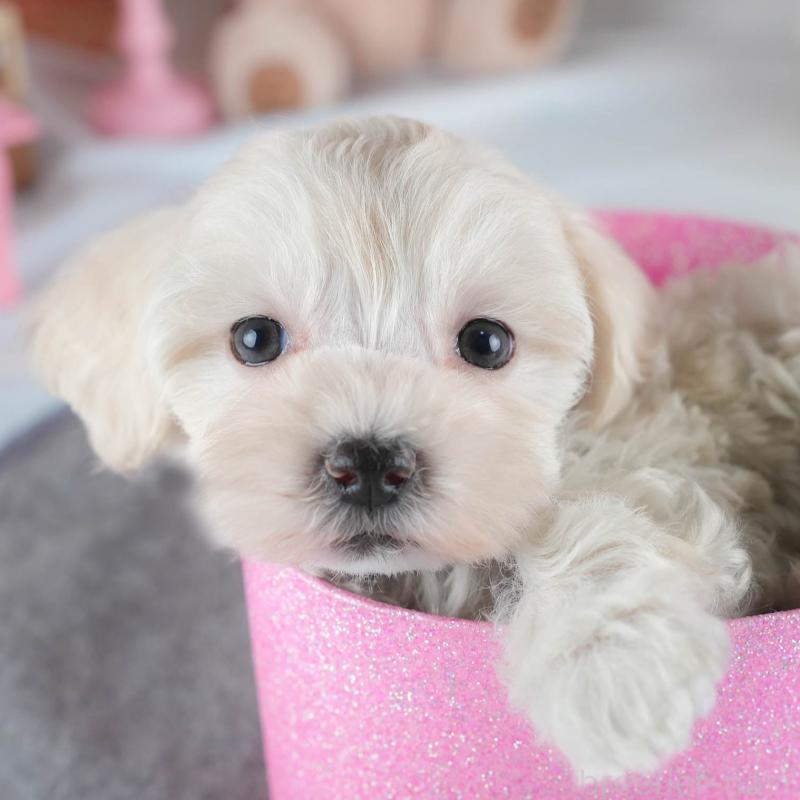 販売中の茨城県のミックス犬-443517の1枚目