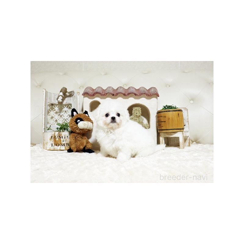 販売中の佐賀県のミックス犬-443518の5枚目