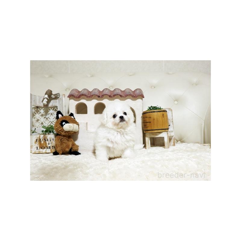 販売中の佐賀県のミックス犬-443518の4枚目