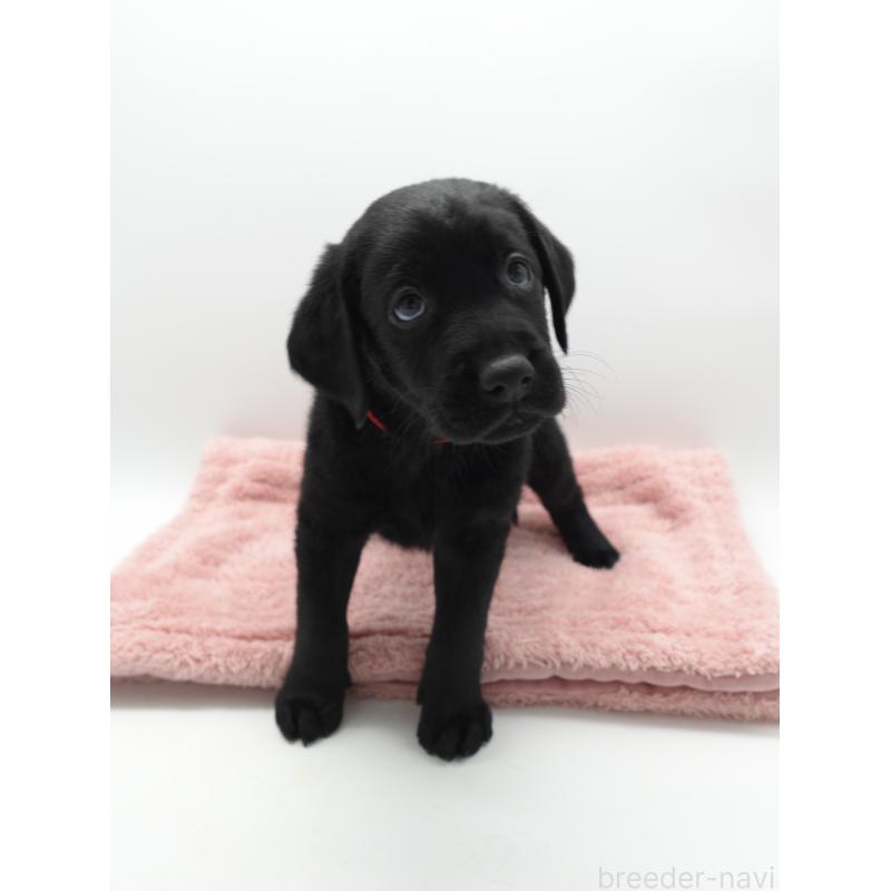 成約済の群馬県のラブラドールレトリーバー-435789の3枚目