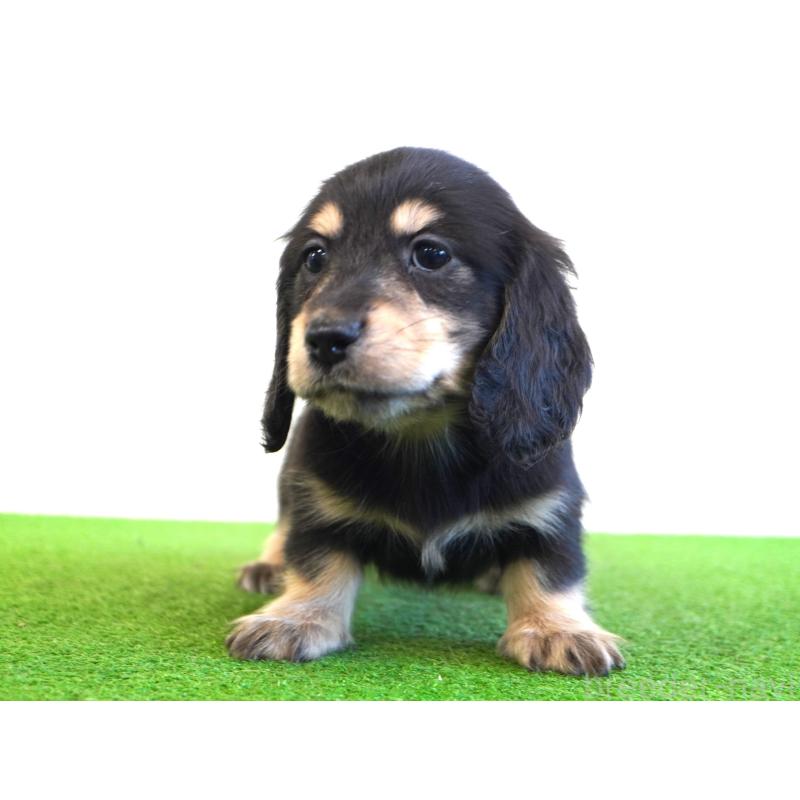 販売中の愛媛県のミニチュアダックスフンド(ロングヘアード)-443516の2枚目