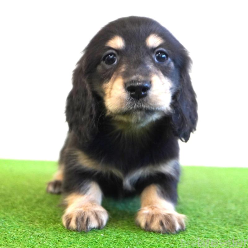 販売中の愛媛県のミニチュアダックスフンド(ロングヘアード)-443516の1枚目