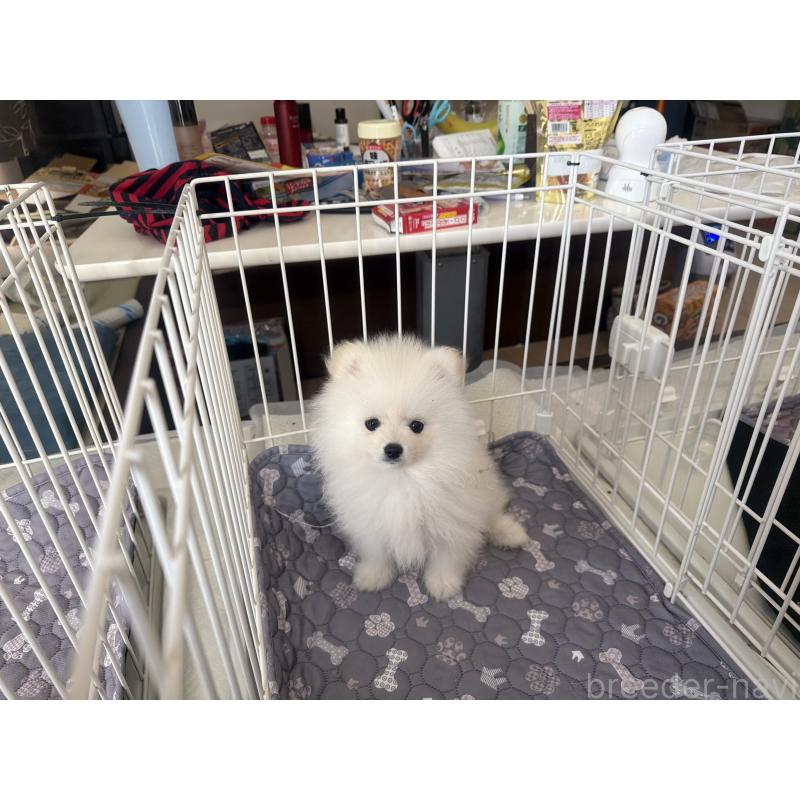 成約済の佐賀県のポメラニアン-437134の4枚目