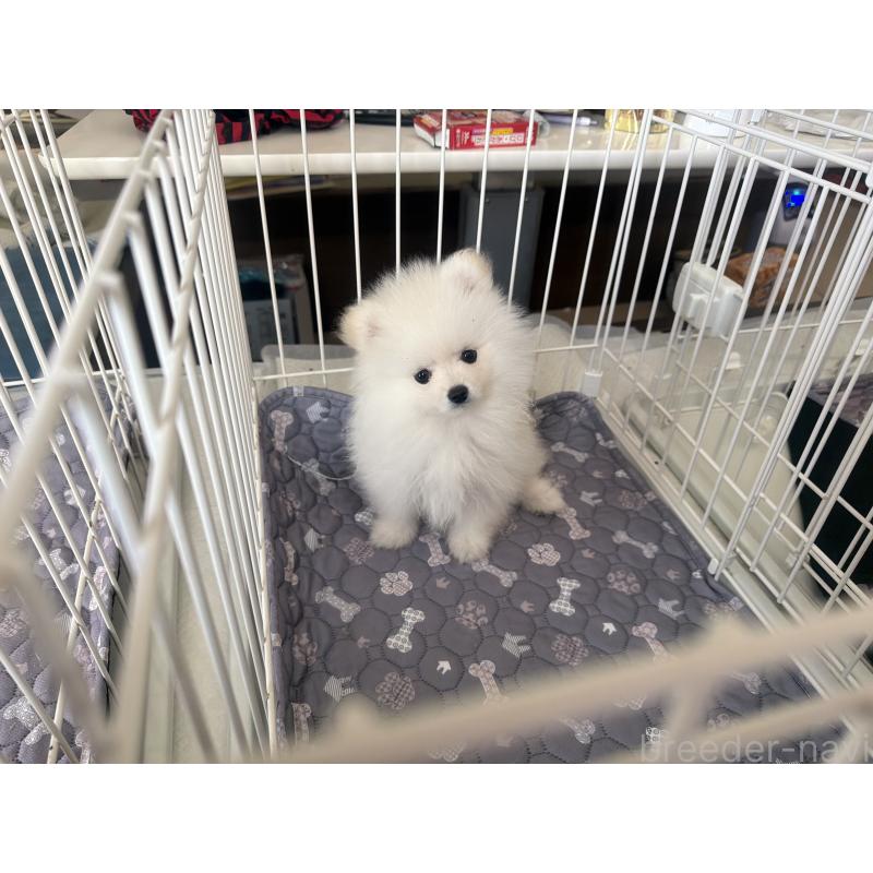 成約済の佐賀県のポメラニアン-437134の3枚目