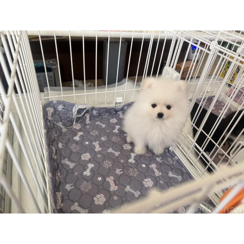 成約済の佐賀県のポメラニアン-437134の2枚目