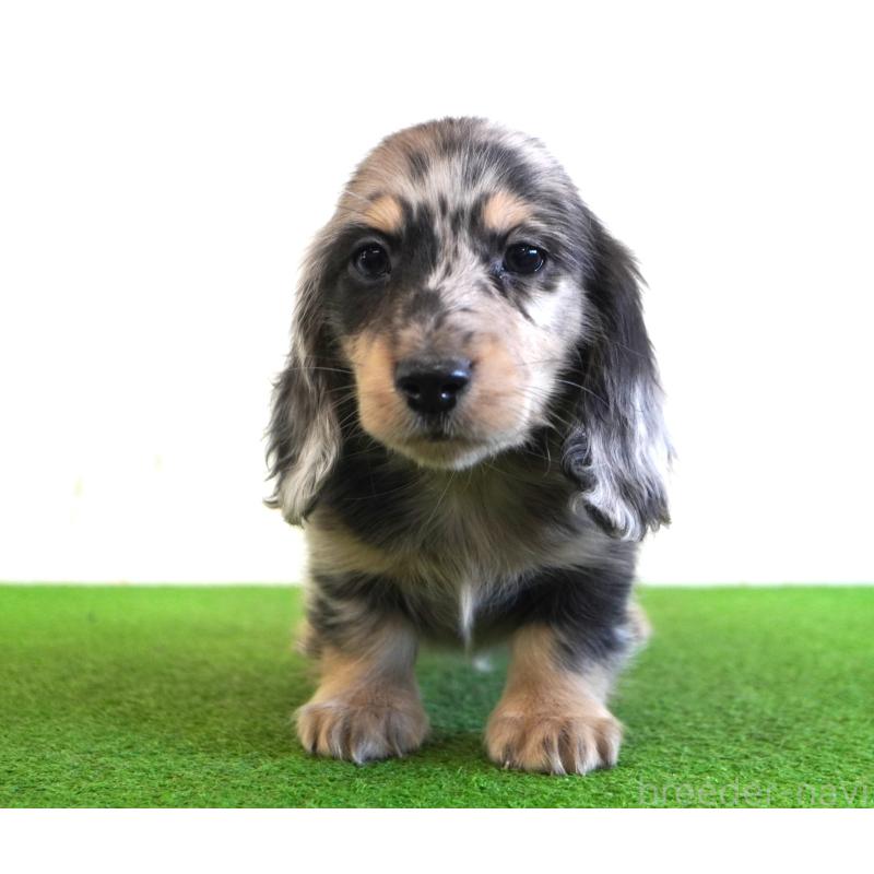 販売中の愛媛県のミニチュアダックスフンド(ロングヘアード)-443520の2枚目