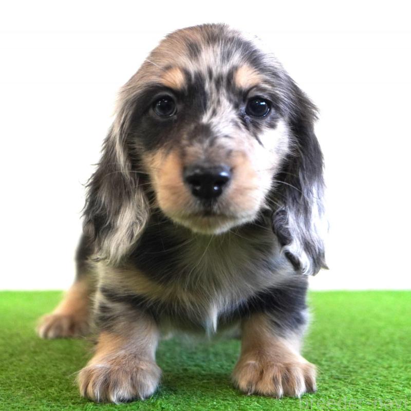 販売中の愛媛県のミニチュアダックスフンド(ロングヘアード)-443520