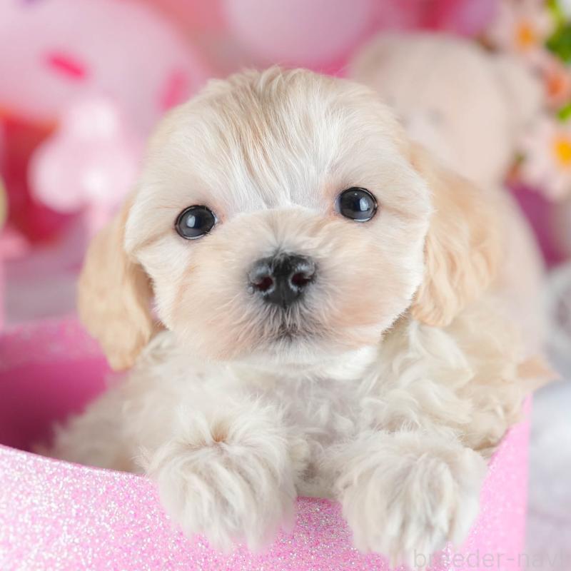 販売中の茨城県のミックス犬-443522