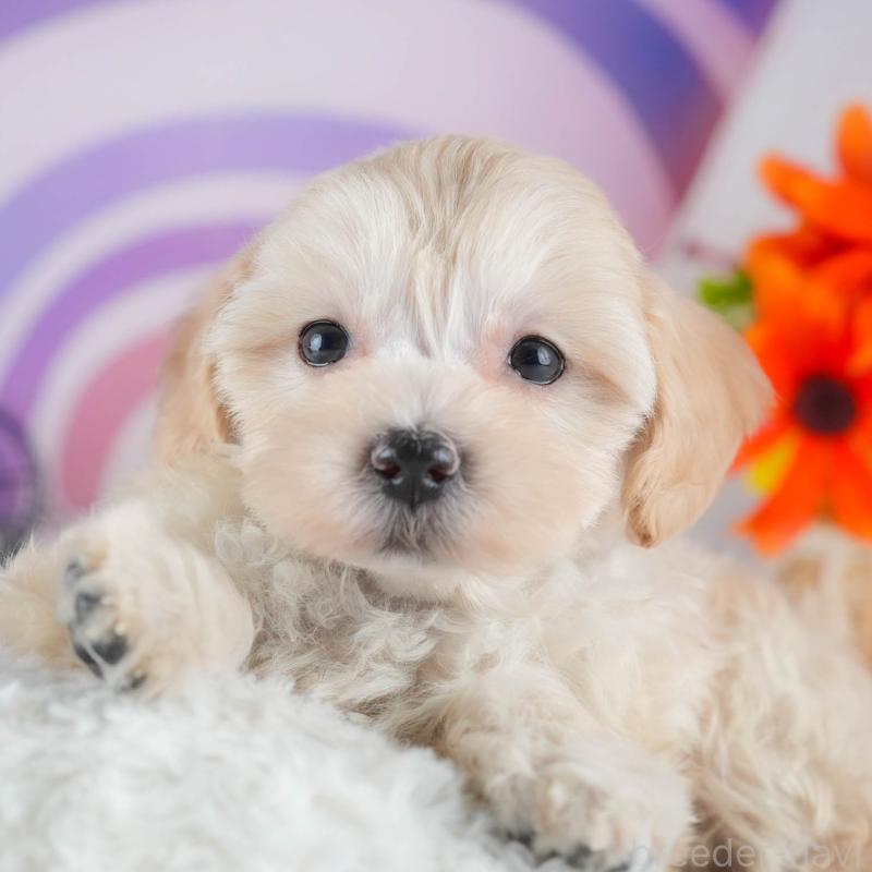 販売中の茨城県のミックス犬-443526