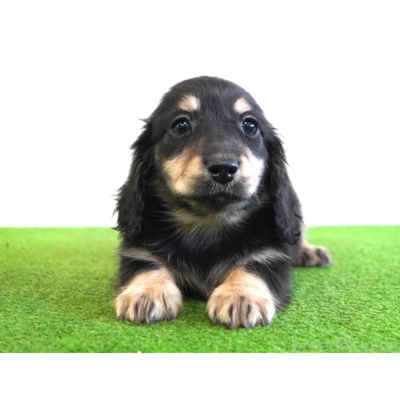 販売中の愛媛県のミニチュアダックスフンド(ロングヘアード)-443524の2枚目