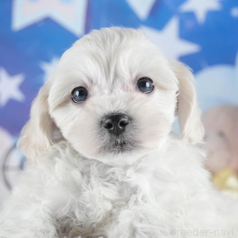 販売中の茨城県のミックス犬-443528