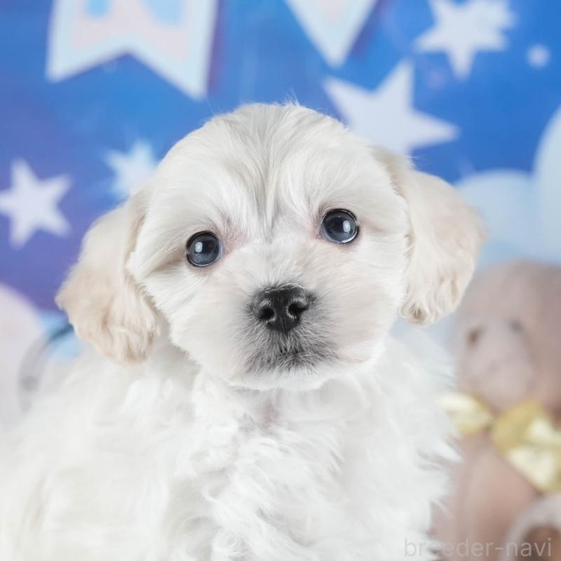 販売中の茨城県のミックス犬-443528の9枚目