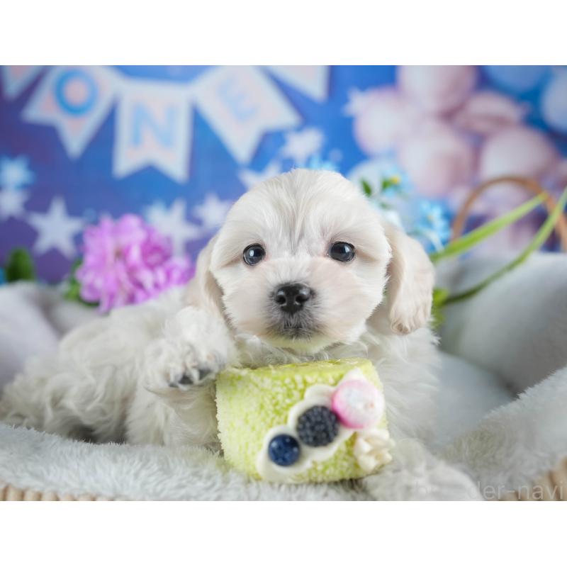 販売中の茨城県のミックス犬-443528の8枚目